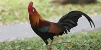 ঈদের দিনে মোরগ কোরবানি করার শরয়ী বিধান কী?